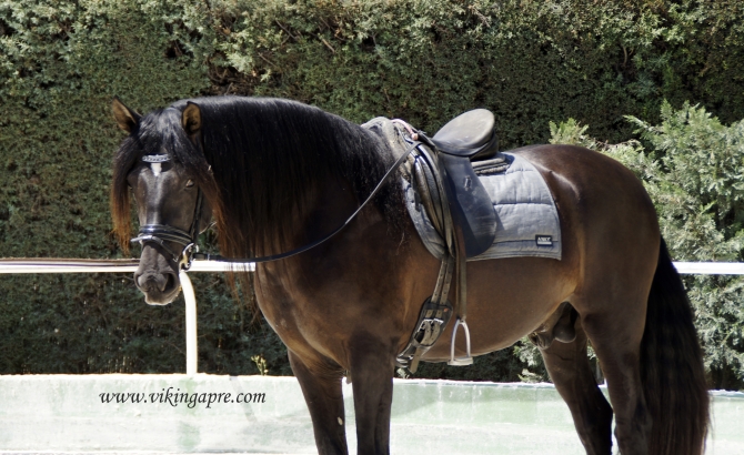  - Vikinga Sales & Breeding