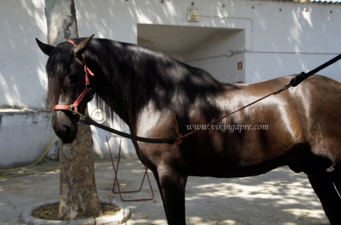  - Vikinga Sales & Breeding