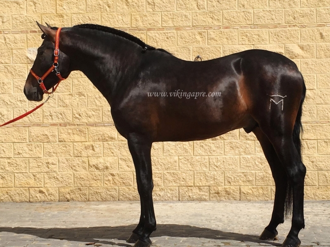  - Vikinga Sales & Breeding