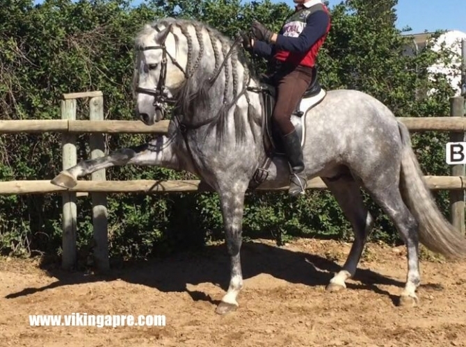  - Vikinga Sales & Breeding