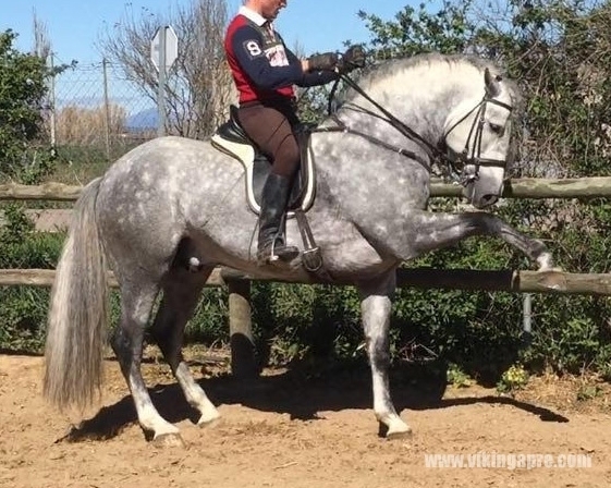  - Vikinga Sales & Breeding