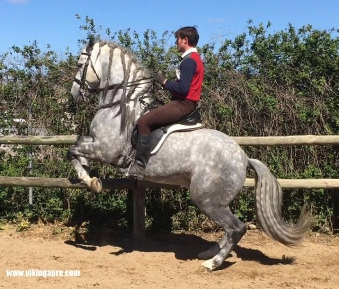  - Vikinga Sales & Breeding