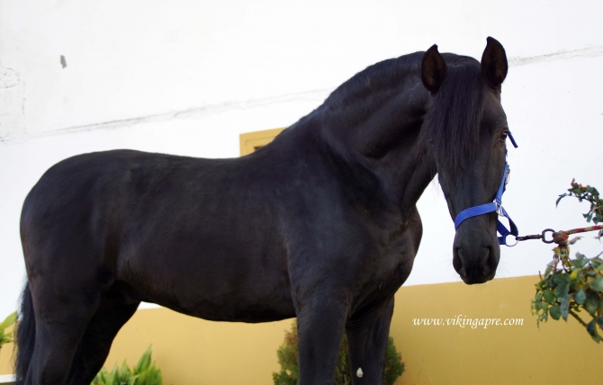  - Vikinga Sales & Breeding