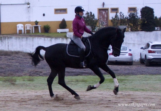  - Vikinga Sales & Breeding