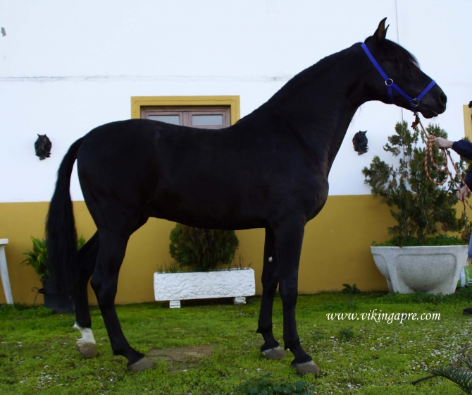  - Vikinga Sales & Breeding