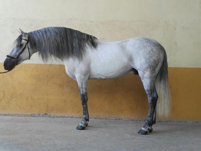  - Vikinga Sales & Breeding