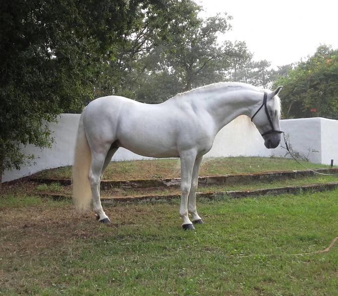  - Vikinga Sales & Breeding