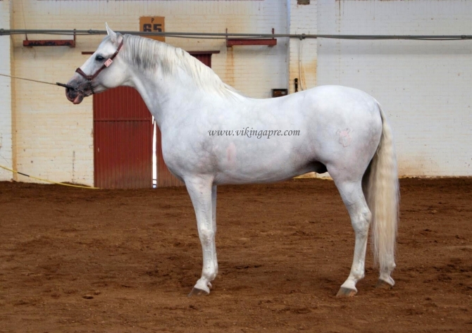  - Vikinga Sales & Breeding