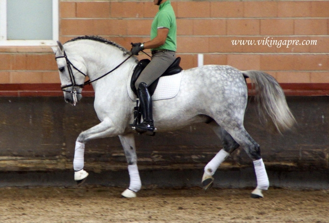  - Vikinga Sales & Breeding