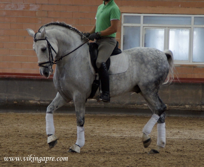  - Vikinga Sales & Breeding