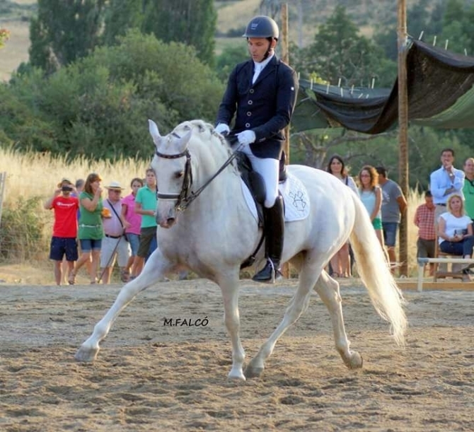  - Vikinga Sales & Breeding