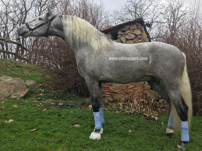  - Vikinga Sales & Breeding