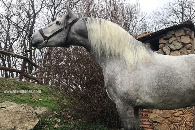  - Vikinga Sales & Breeding