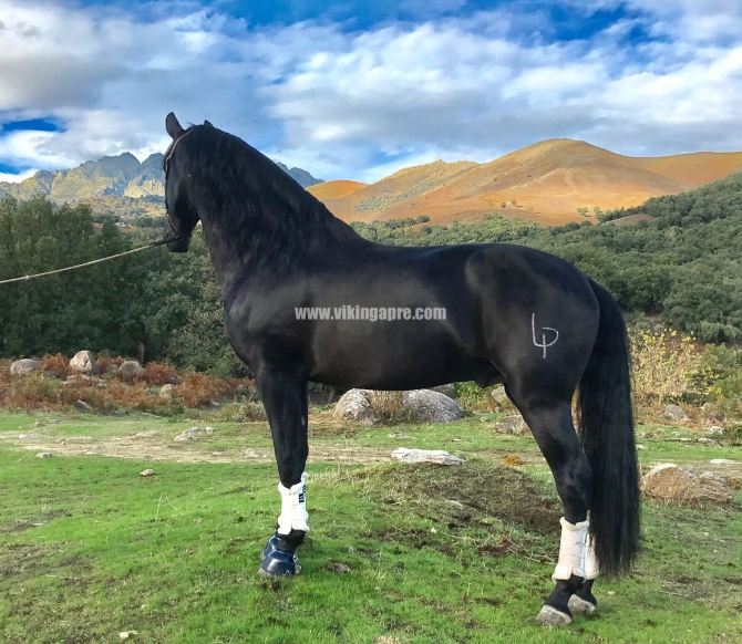  - Vikinga Sales & Breeding