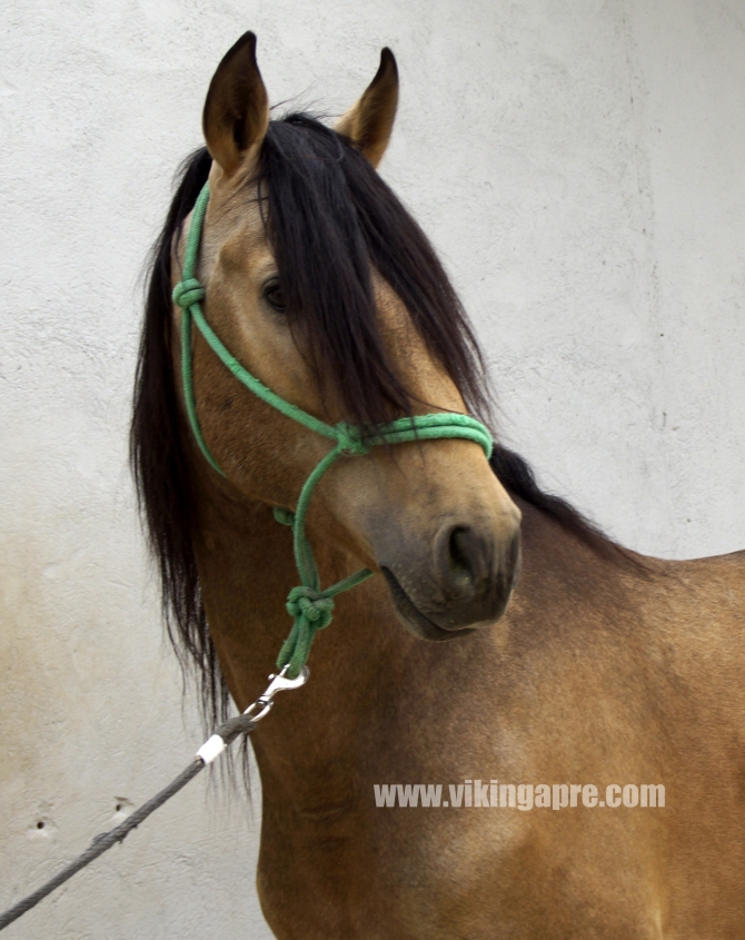  - Vikinga Sales & Breeding