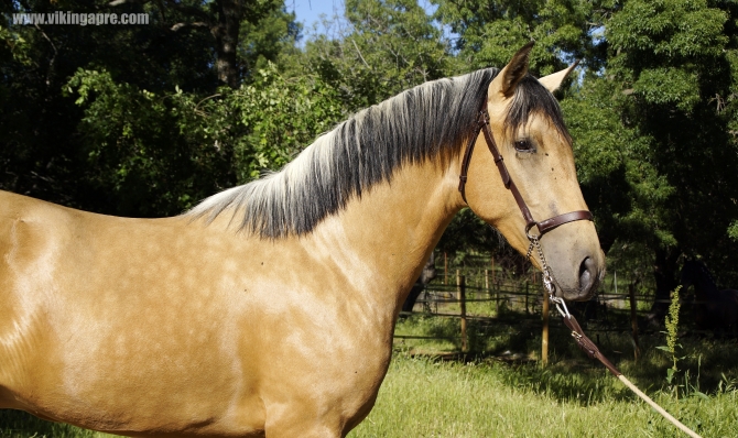  - Vikinga Sales & Breeding