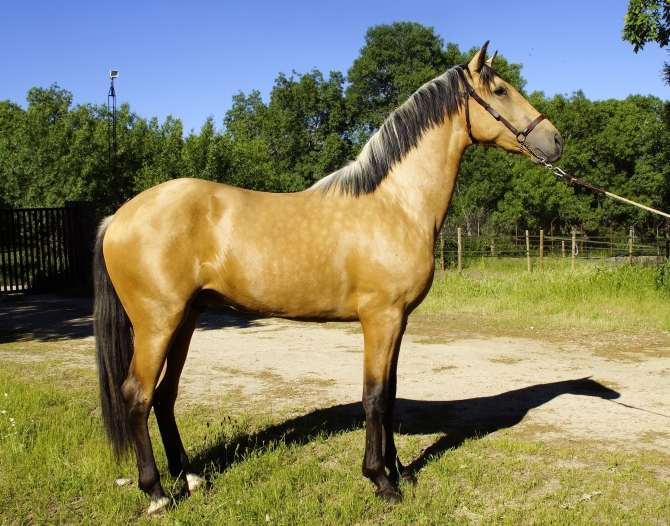  - Vikinga Sales & Breeding