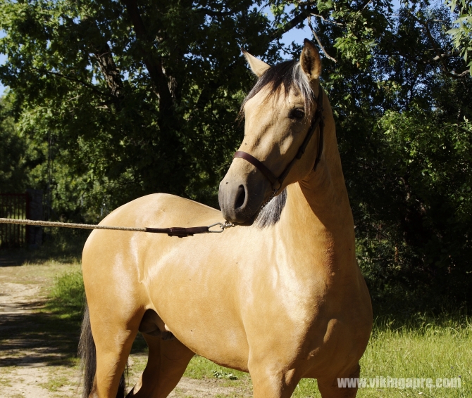  - Vikinga Sales & Breeding