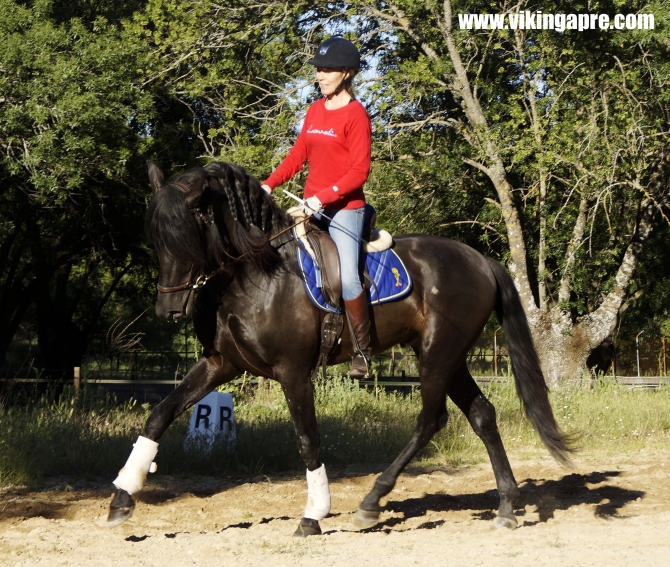  - Vikinga Sales & Breeding