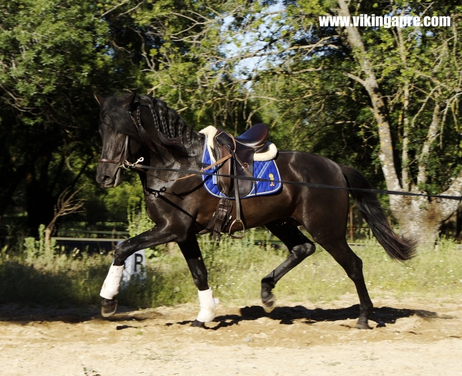  - Vikinga Sales & Breeding