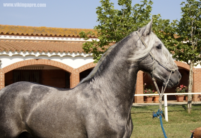  - Vikinga Sales & Breeding