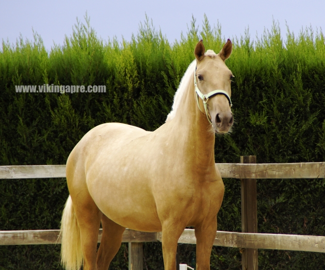  - Vikinga Sales & Breeding