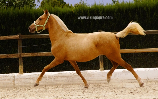  - Vikinga Sales & Breeding