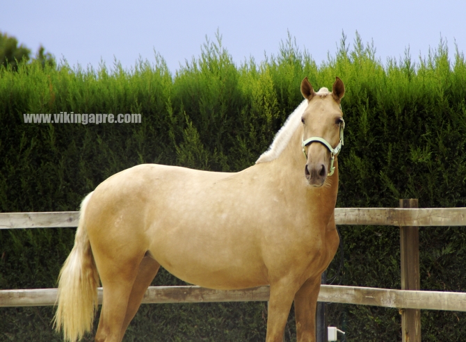  - Vikinga Sales & Breeding