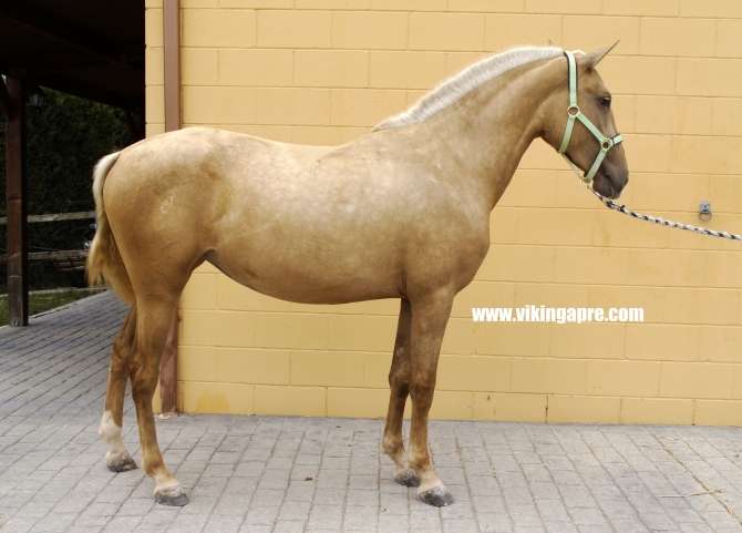  - Vikinga Sales & Breeding