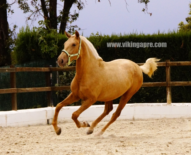  - Vikinga Sales & Breeding