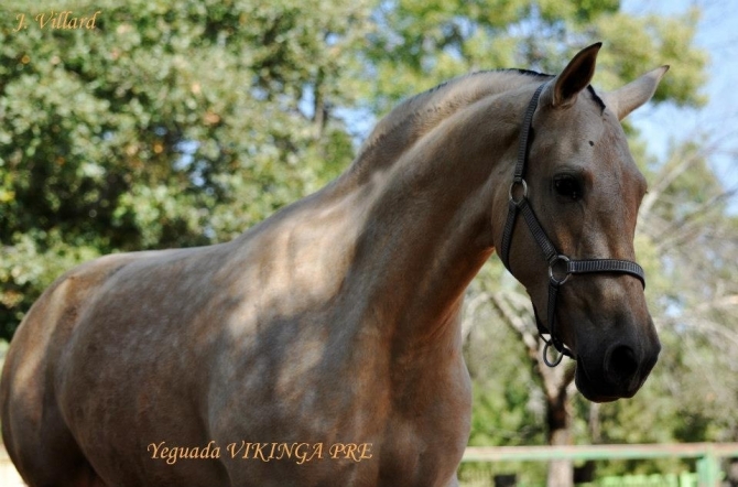  - Vikinga Sales & Breeding