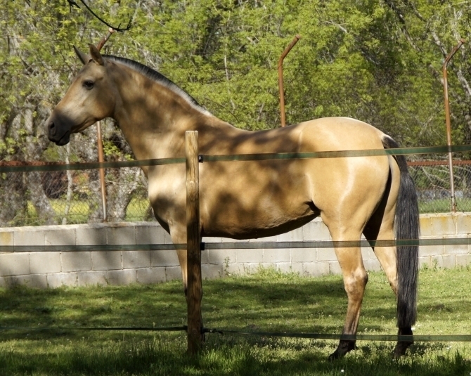  - Vikinga Sales & Breeding