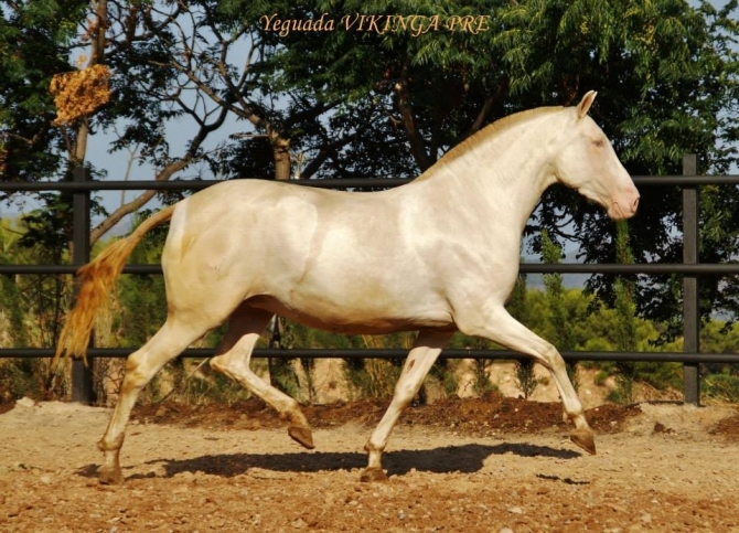  - Vikinga Sales & Breeding