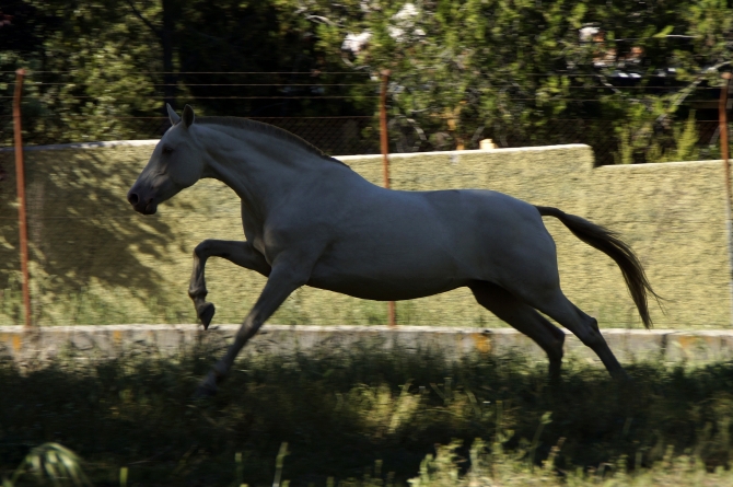  - Vikinga Sales & Breeding