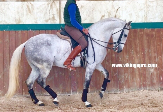  - Vikinga Sales & Breeding