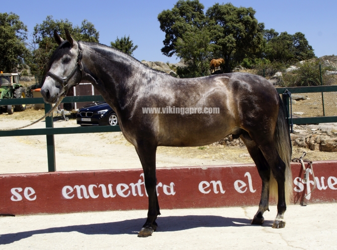  - Vikinga Sales & Breeding