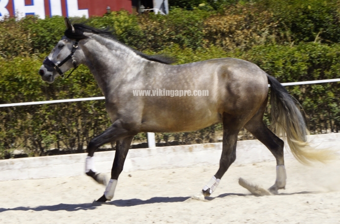  - Vikinga Sales & Breeding