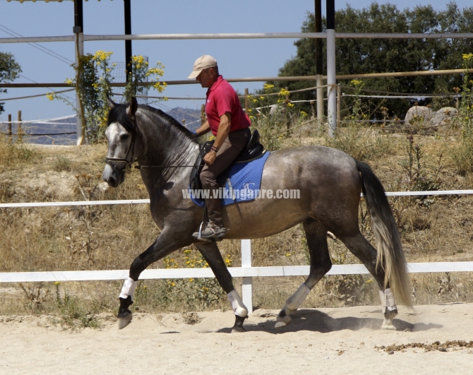  - Vikinga Sales & Breeding