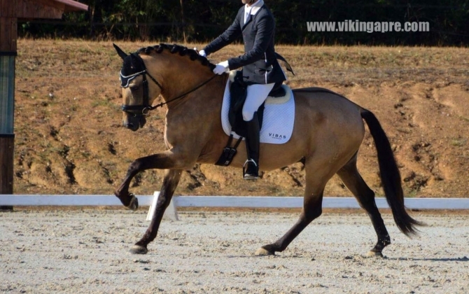  - Vikinga Sales & Breeding