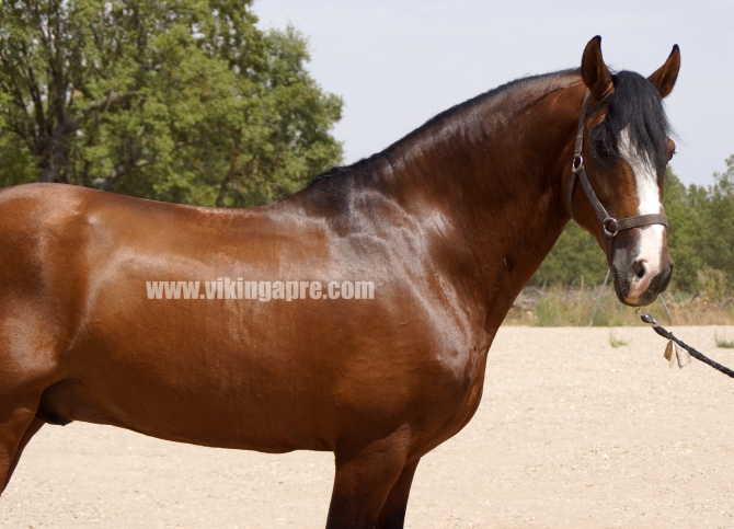  - Vikinga Sales & Breeding