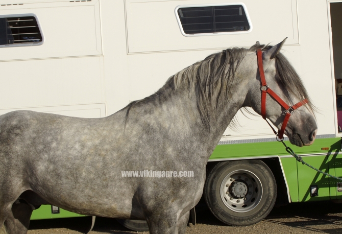  - Vikinga Sales & Breeding