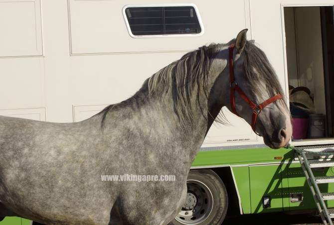  - Vikinga Sales & Breeding