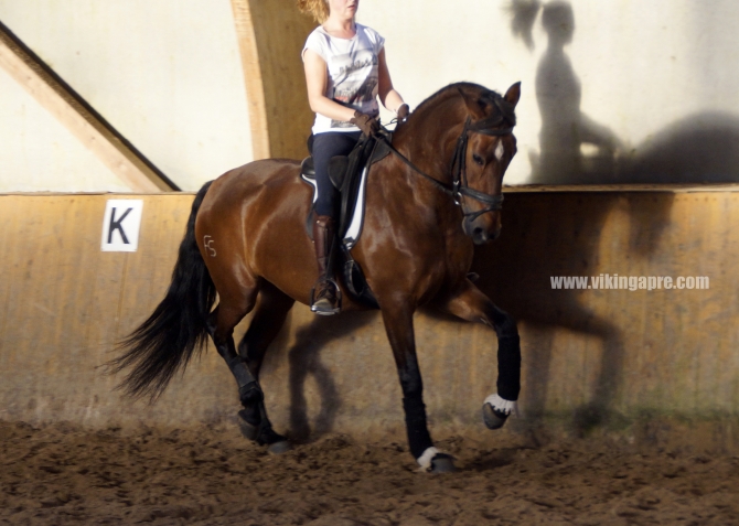  - Vikinga Sales & Breeding