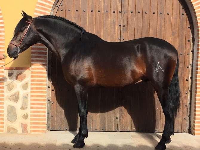  - Vikinga Sales & Breeding