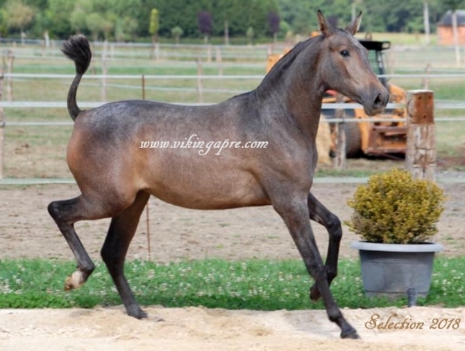  - Vikinga Sales & Breeding