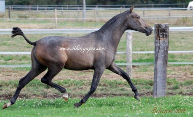  - Vikinga Sales & Breeding