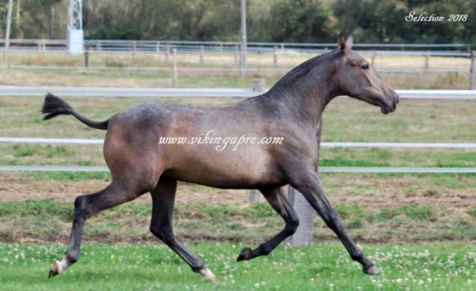  - Vikinga Sales & Breeding