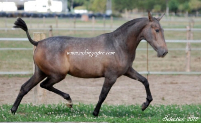  - Vikinga Sales & Breeding