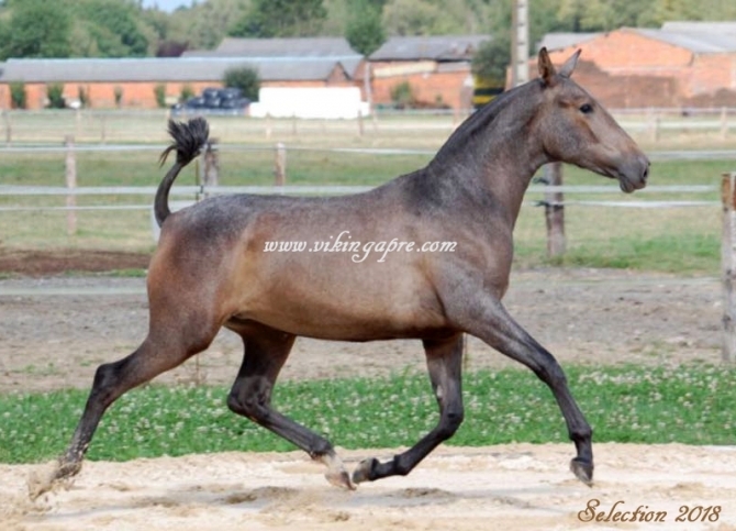  - Vikinga Sales & Breeding