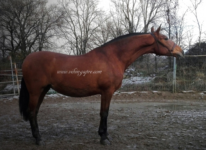  - Vikinga Sales & Breeding